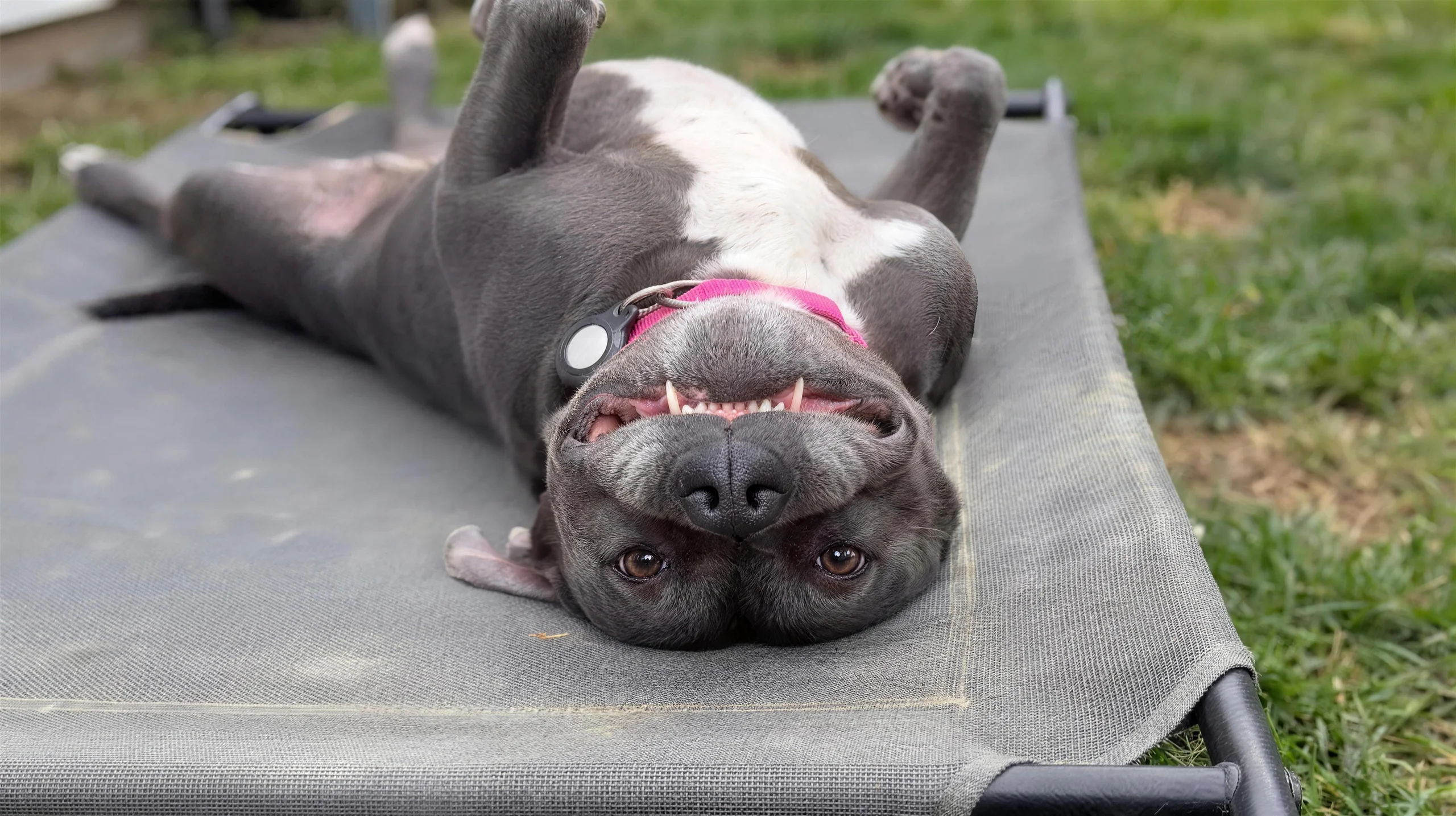 A grey and white pit bull lying belly-up on a raised dog cot in the grass, grinning upside down at the camera.
